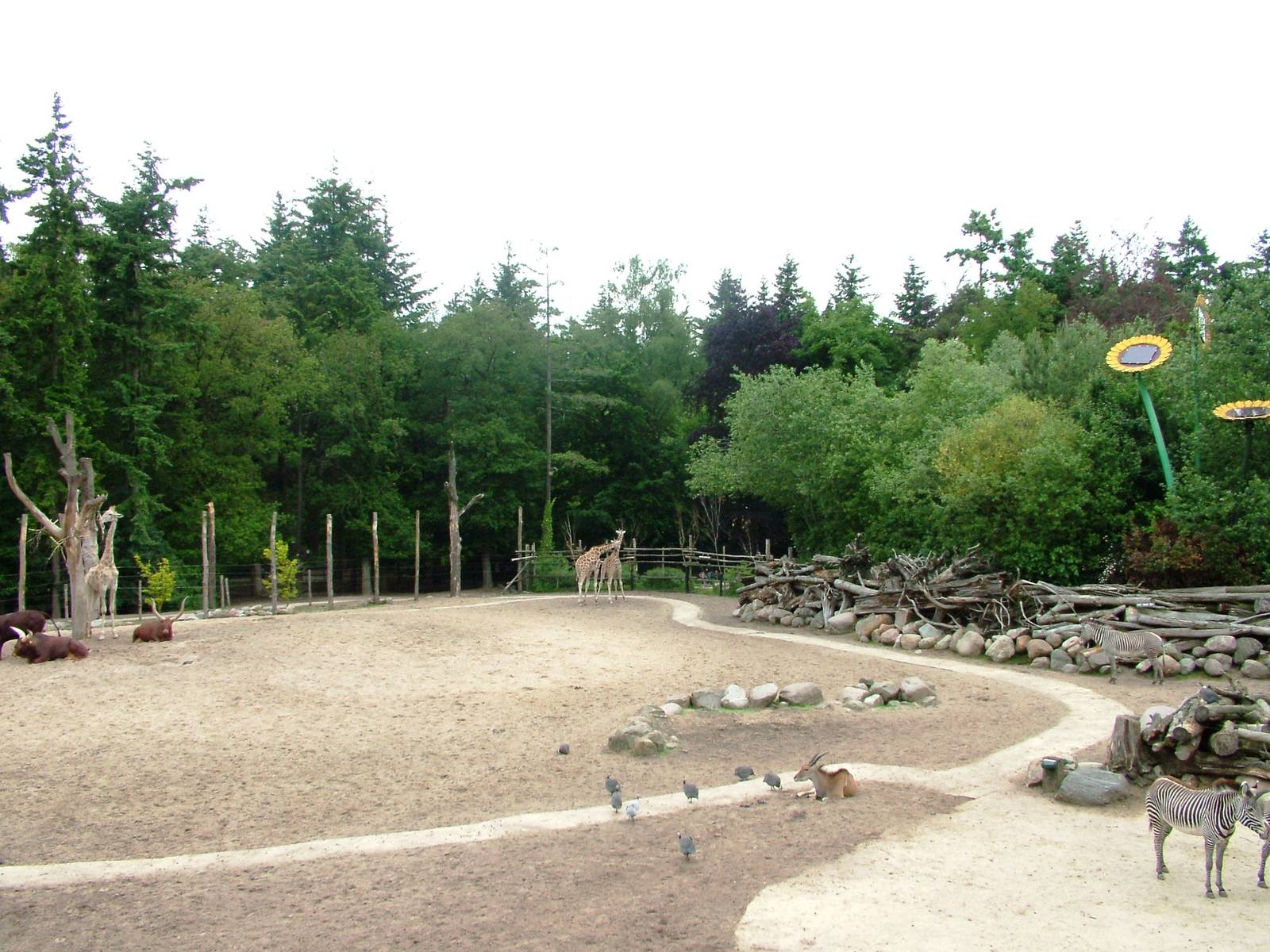 African Paddock at Amersfoort, 01/06/12