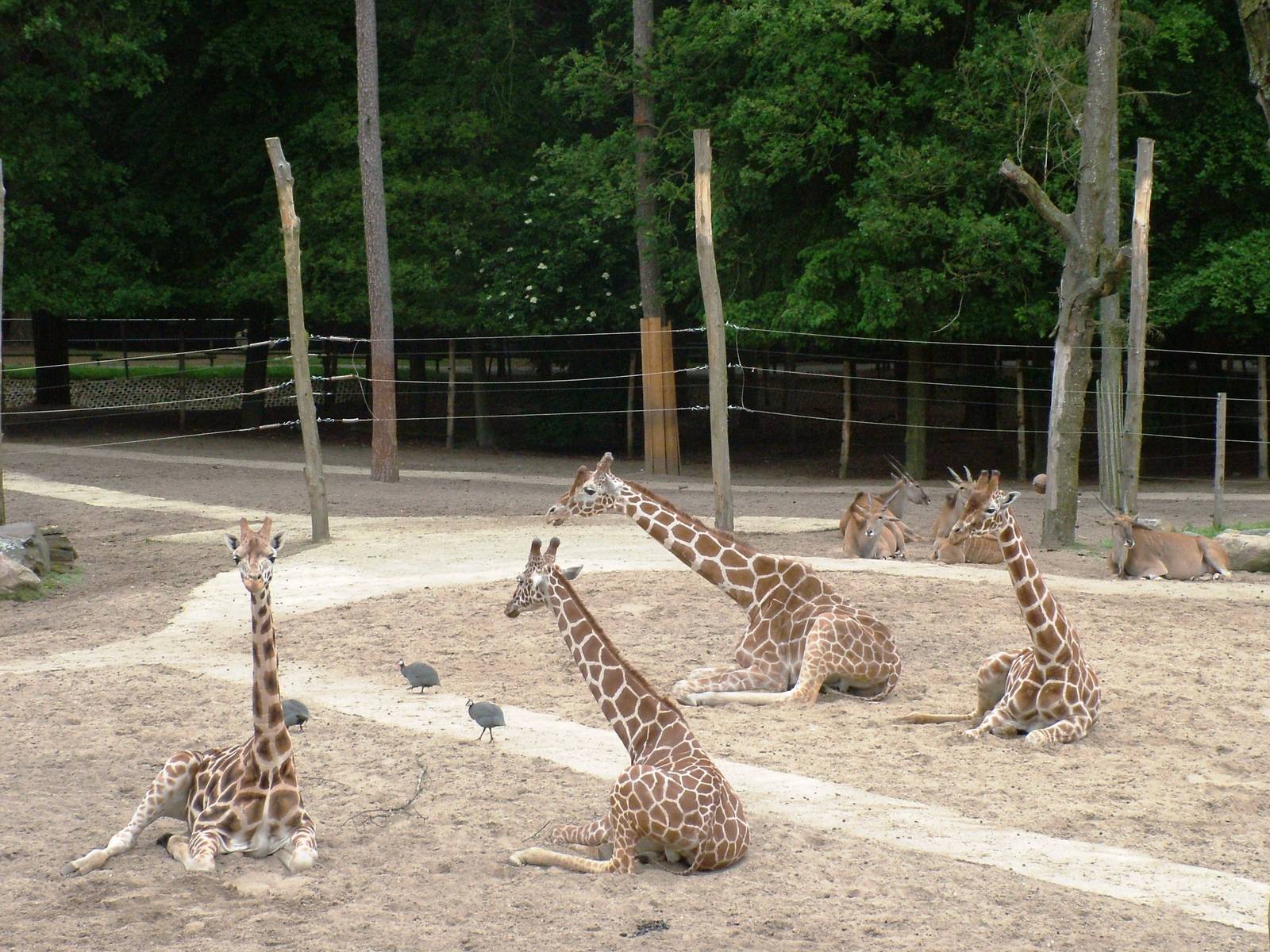African Paddock at Amersfoort, 01/06/12