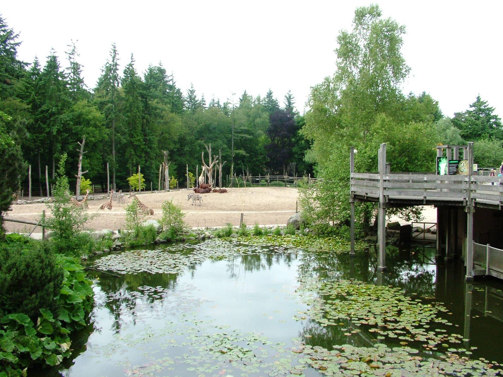 African Paddock at Amersfoort, 01/06/12