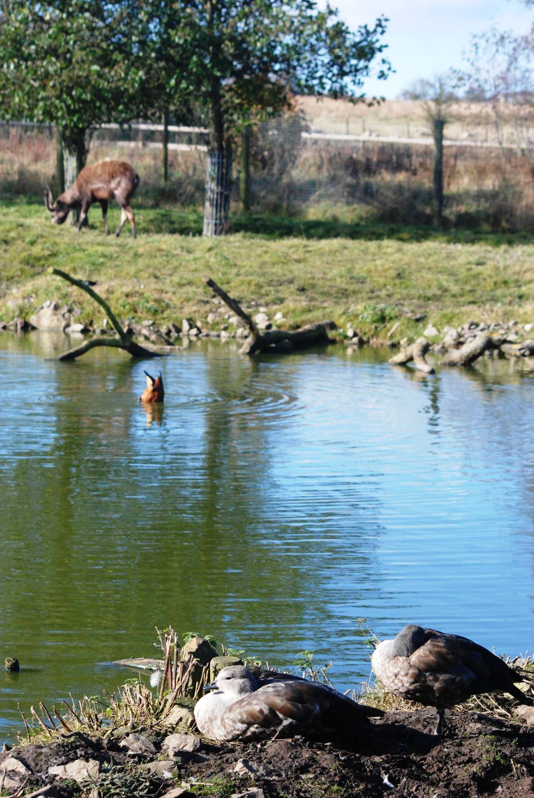 African Paddock at Blackbrook, 21/10/12