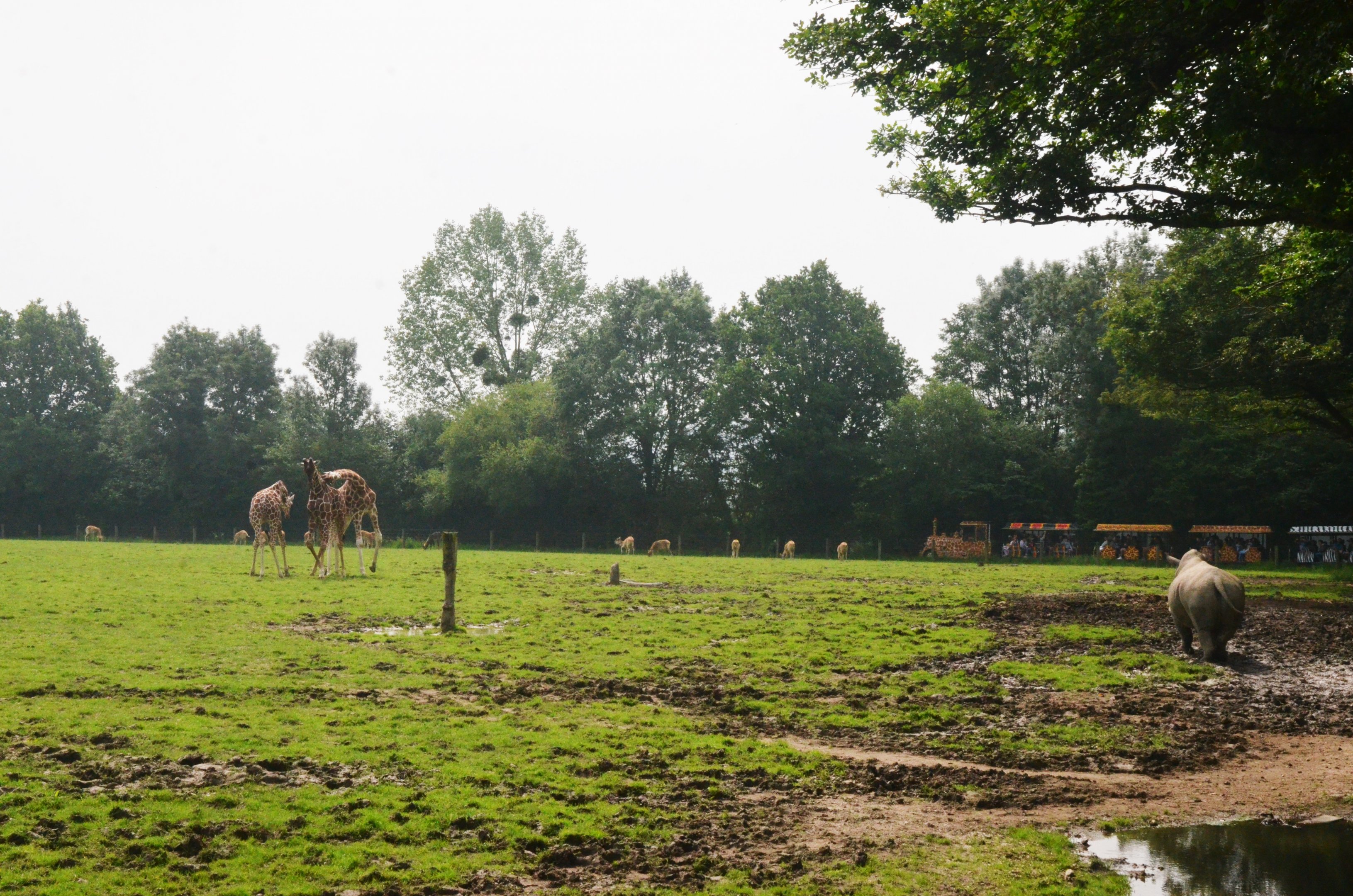 African Paddock at CERZA, 10/06/18