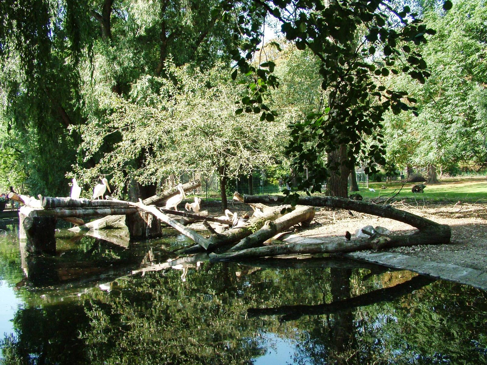 African Paddock at Dresden, 29/08/12