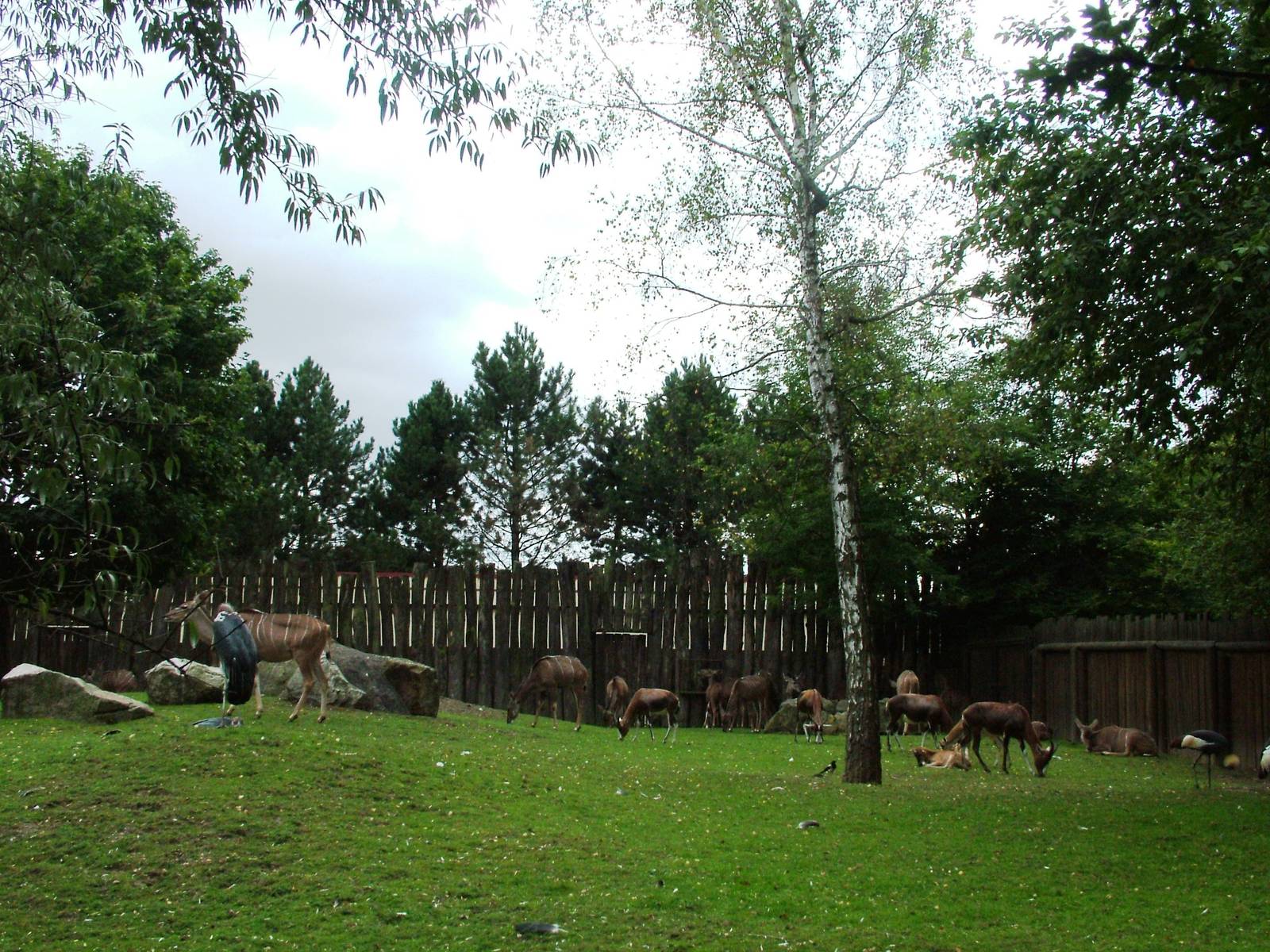 African Paddock at Dvur Kralove, 27/08/12