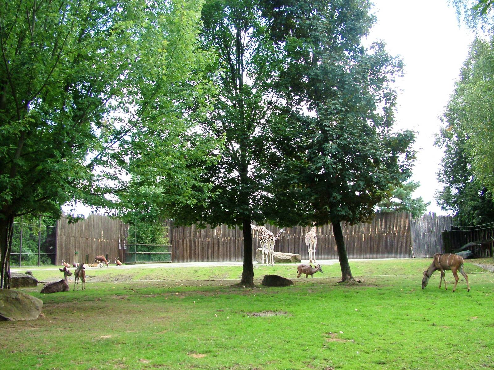 African Paddock at Dvur Kralove, 27/08/12