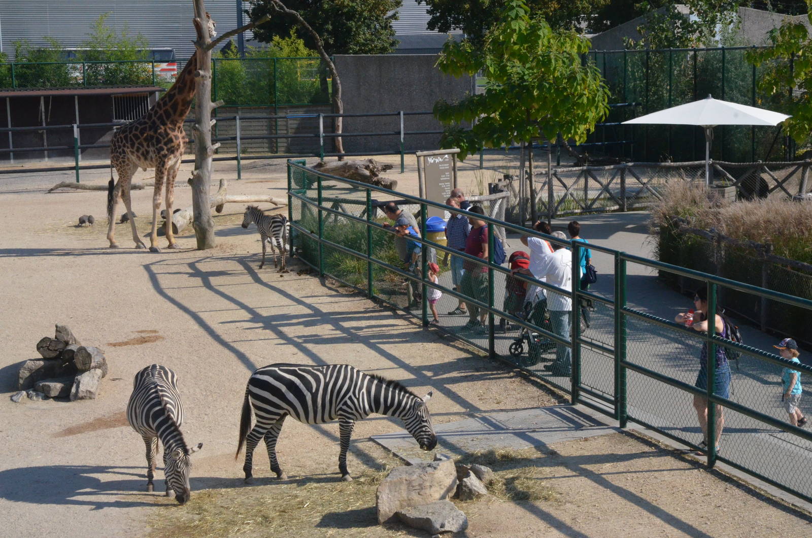 African Paddock at Knie Kinderzoo, 11/09/16