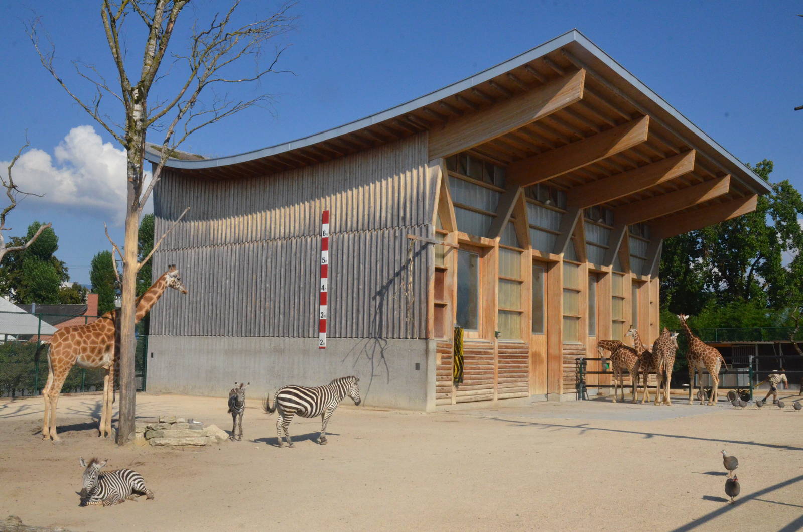 African Paddock at Knie Kinderzoo, 11/09/16