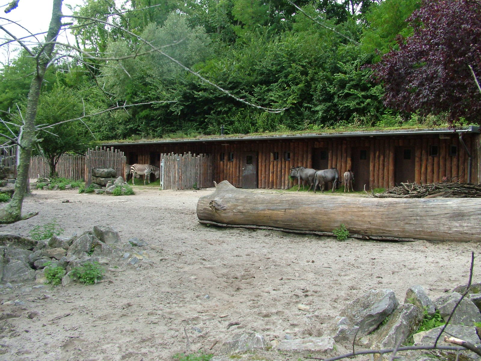 African Paddock at Landau Zoo, 04/09/10