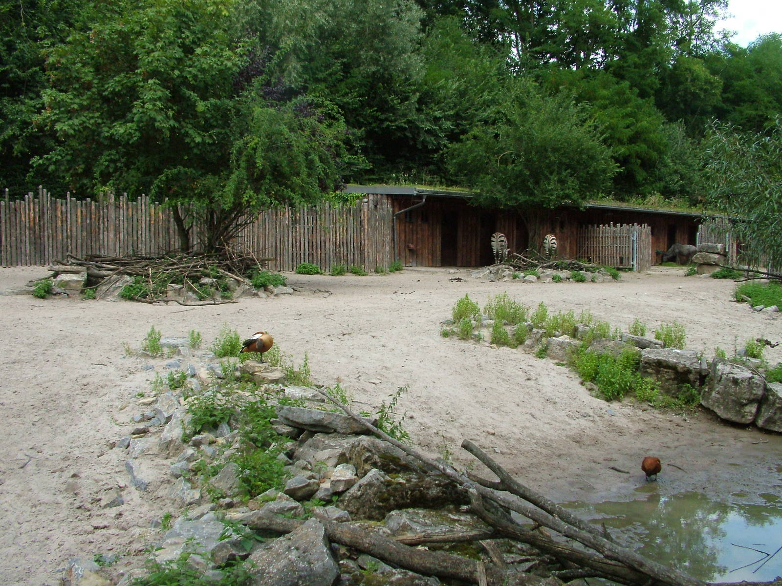 African Paddock at Landau Zoo, 04/09/10