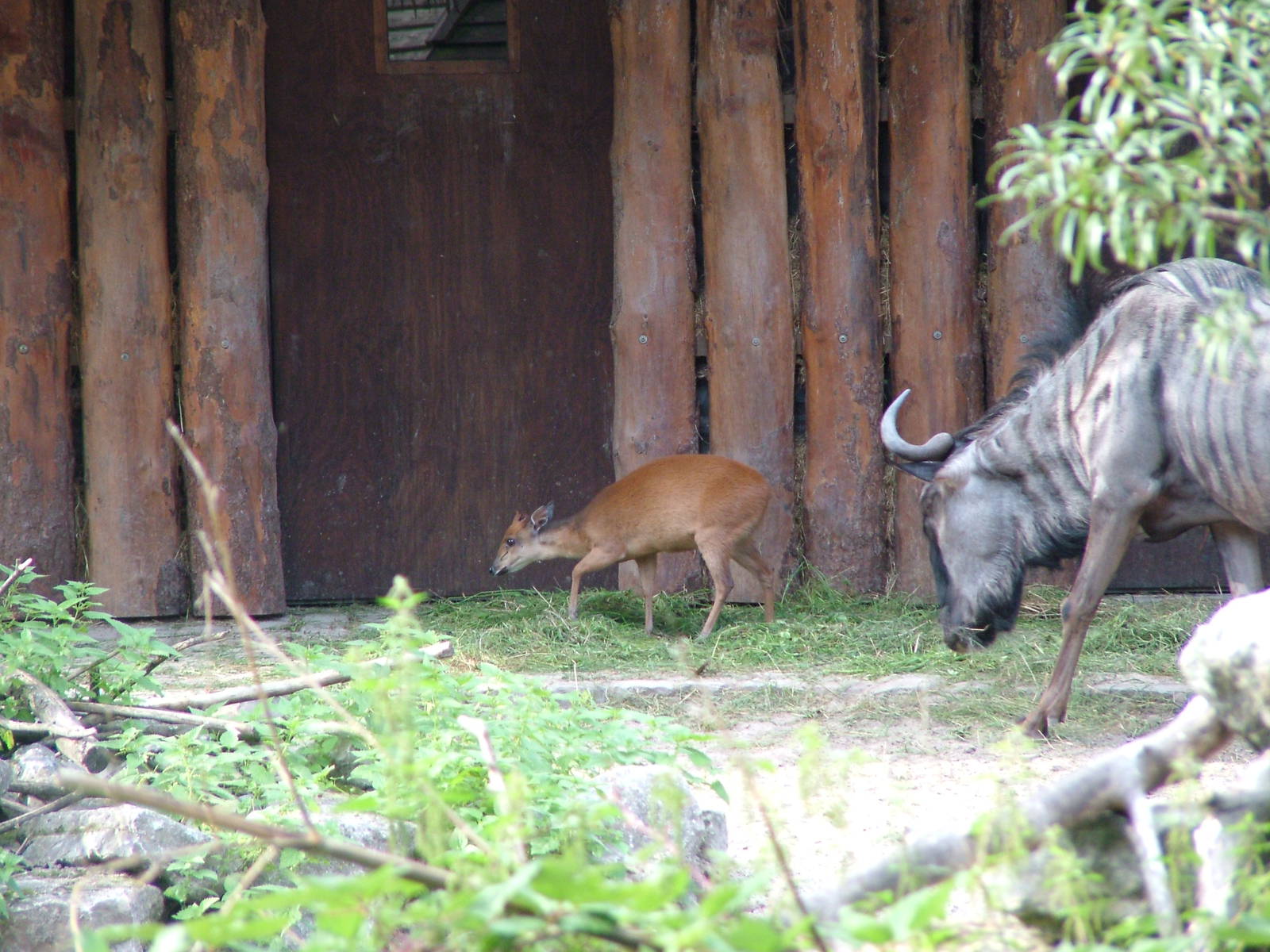 African Paddock at Landau Zoo, 04/09/10