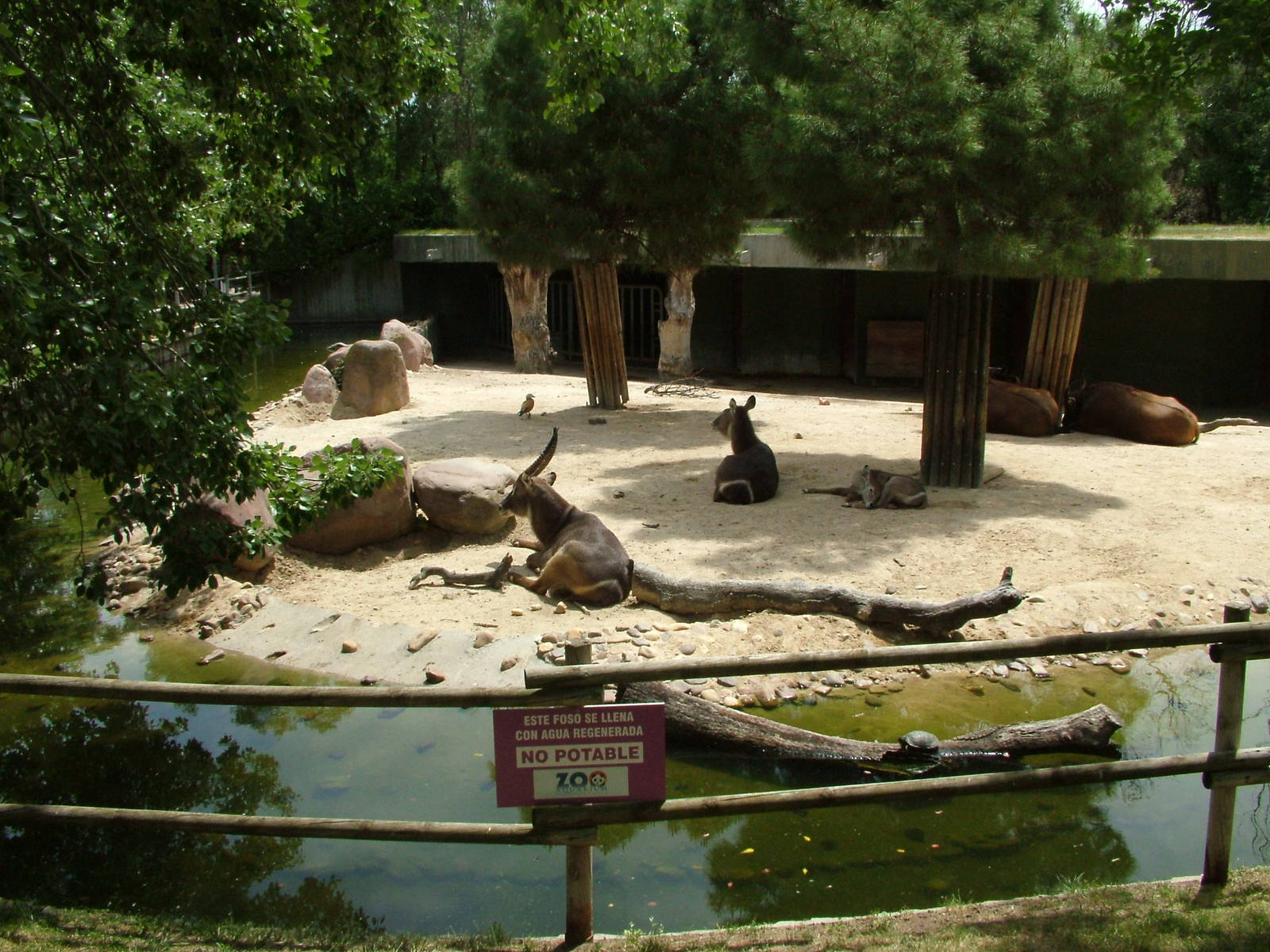 African Paddock at Madrid Zoo Aquarium, 26/05/11