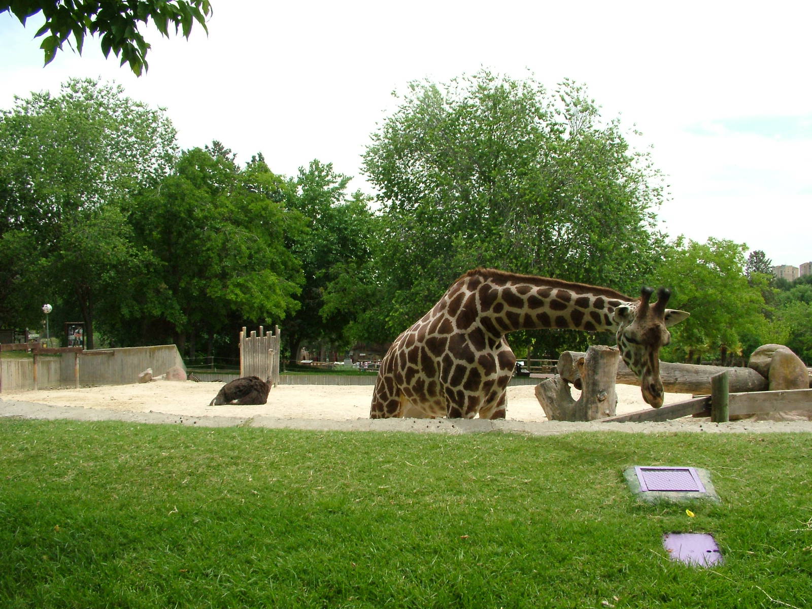 African Paddock at Madrid Zoo Aquarium, 26/05/11