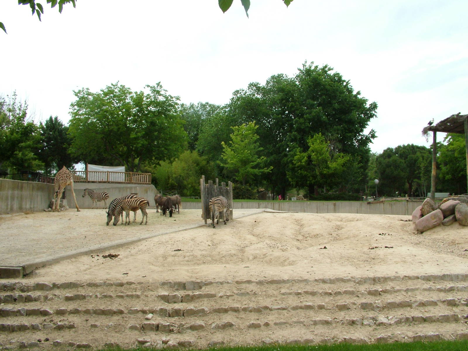 African Paddock at Madrid Zoo Aquarium, 26/05/11