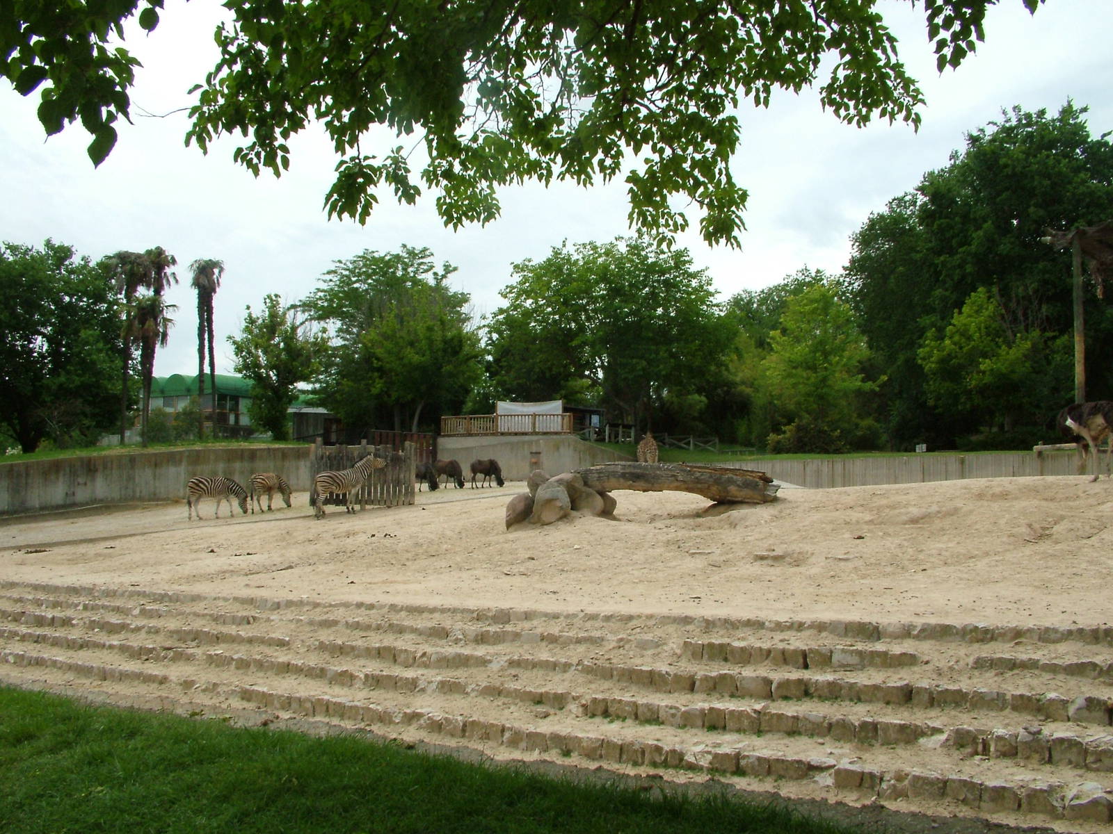 African Paddock at Madrid Zoo Aquarium, 26/05/11