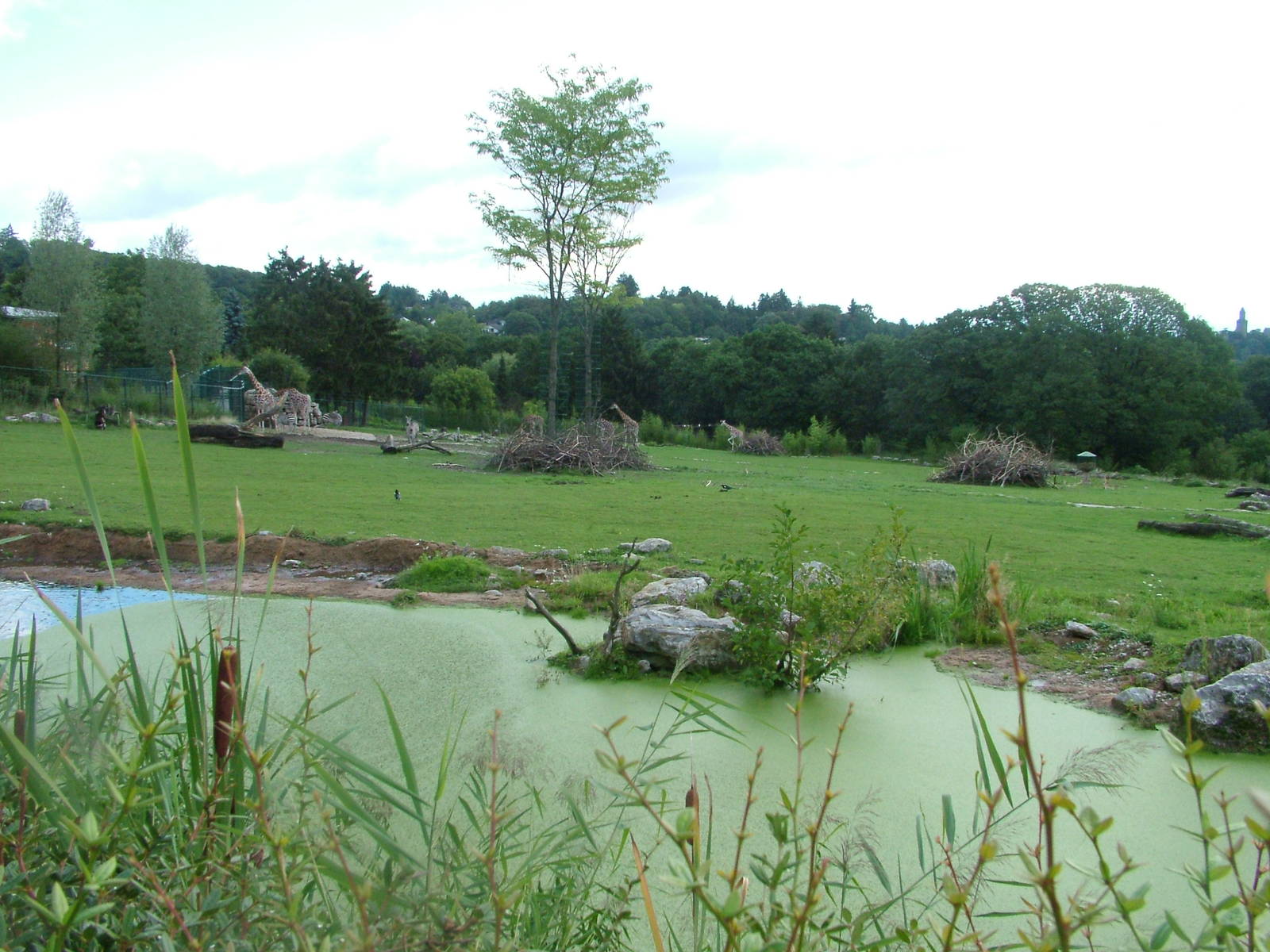 African Paddock at Opel-Zoo Kronberg, 30/08/10