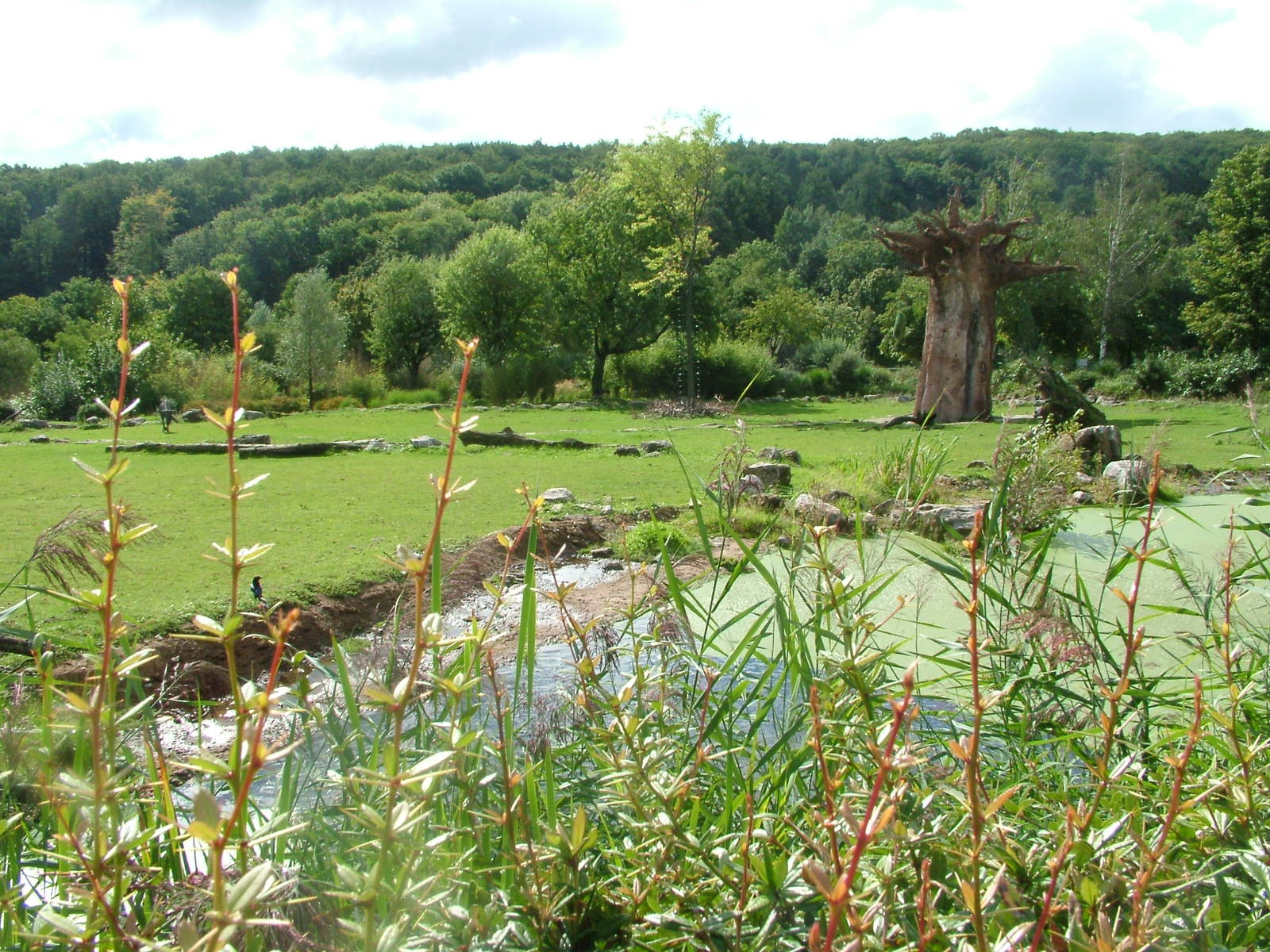 African Paddock at Opel-Zoo Kronberg, 30/08/10
