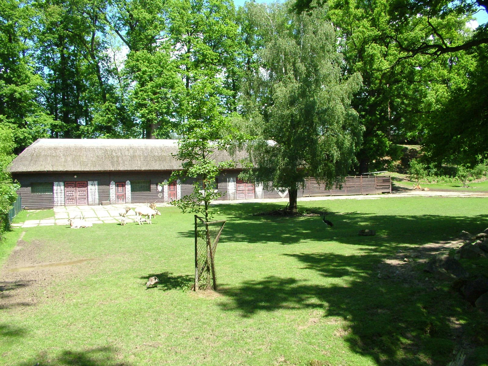 African paddock at Zlin, 28/05/10