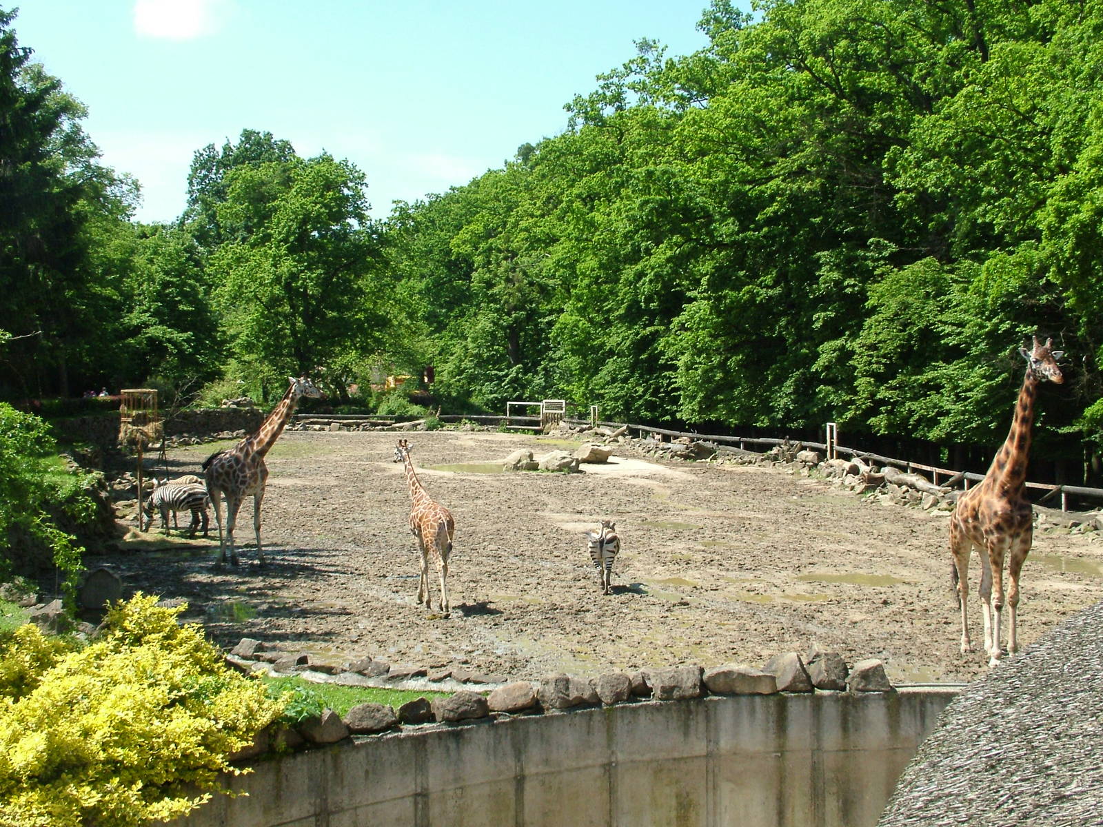 African paddock at Zlin, 28/05/10