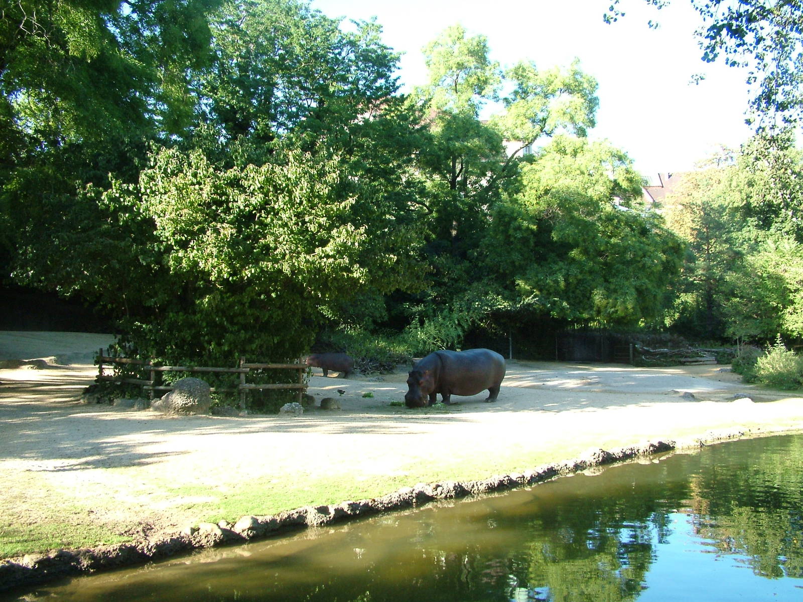 African paddock with hippo at Basel Zoo 30/08/09
