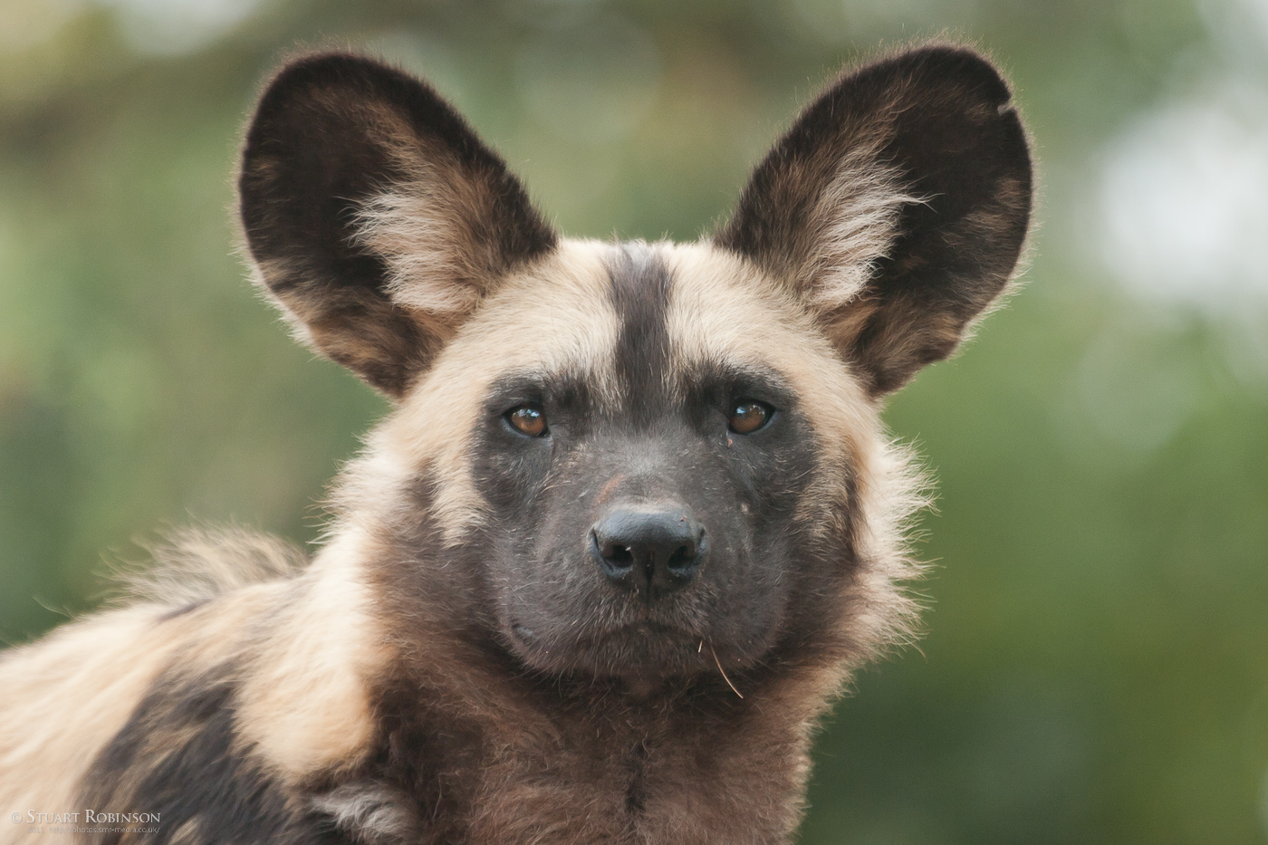 African Painted Dog - 14/09/2011