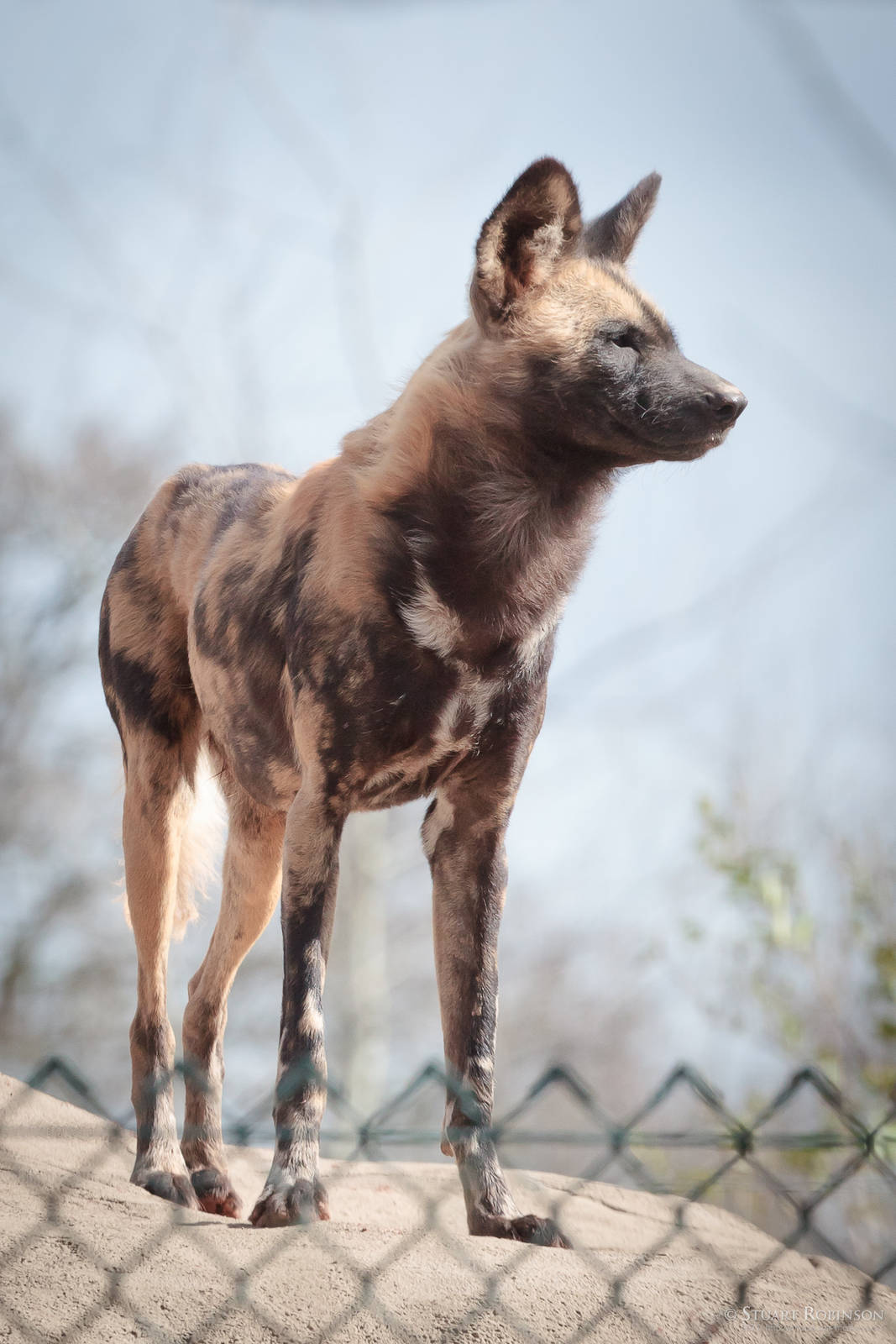 African Painted Dog - 31/03/2011