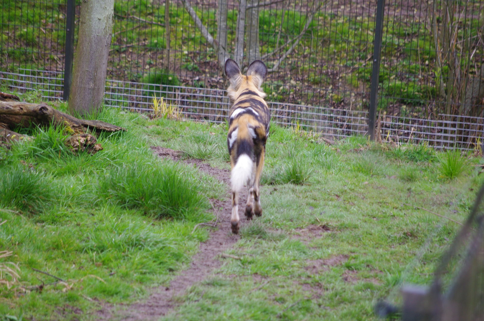 African Painted Dog- 5/4/2023