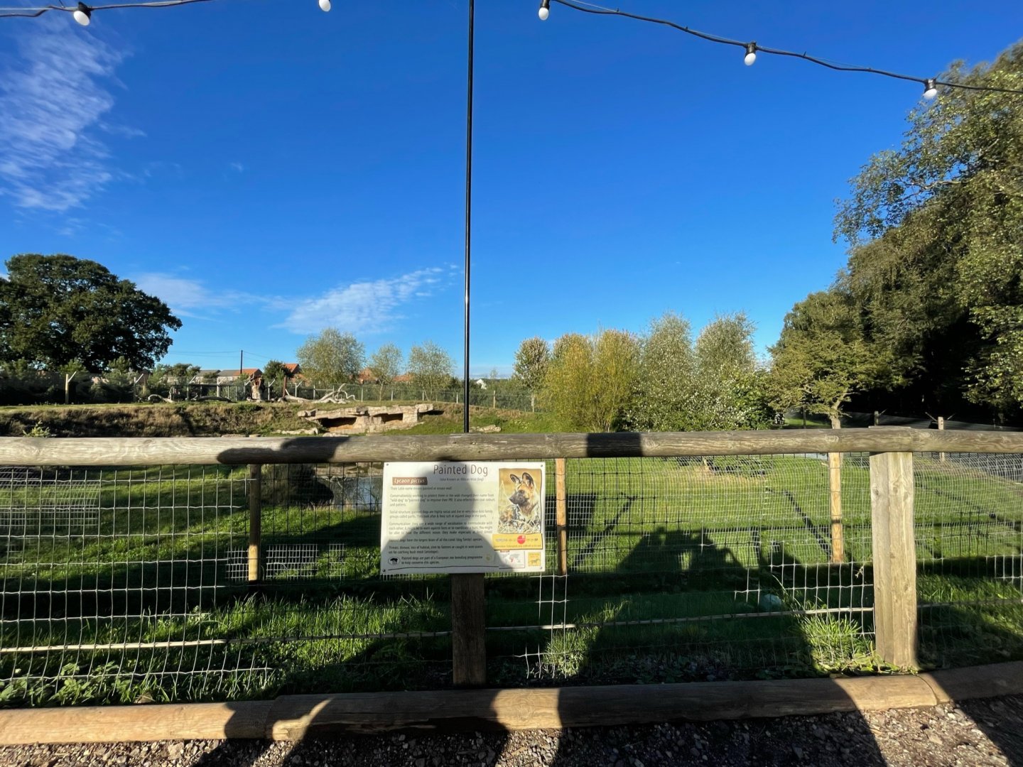 African Painted Dog Enclosure at Yorkshire Wildlife Park (October 2021)