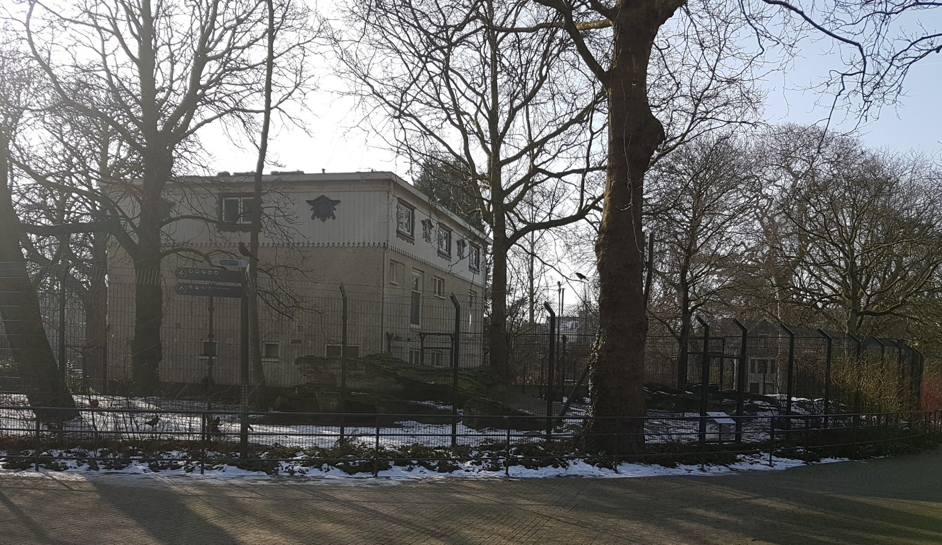 African painted dog enclosure