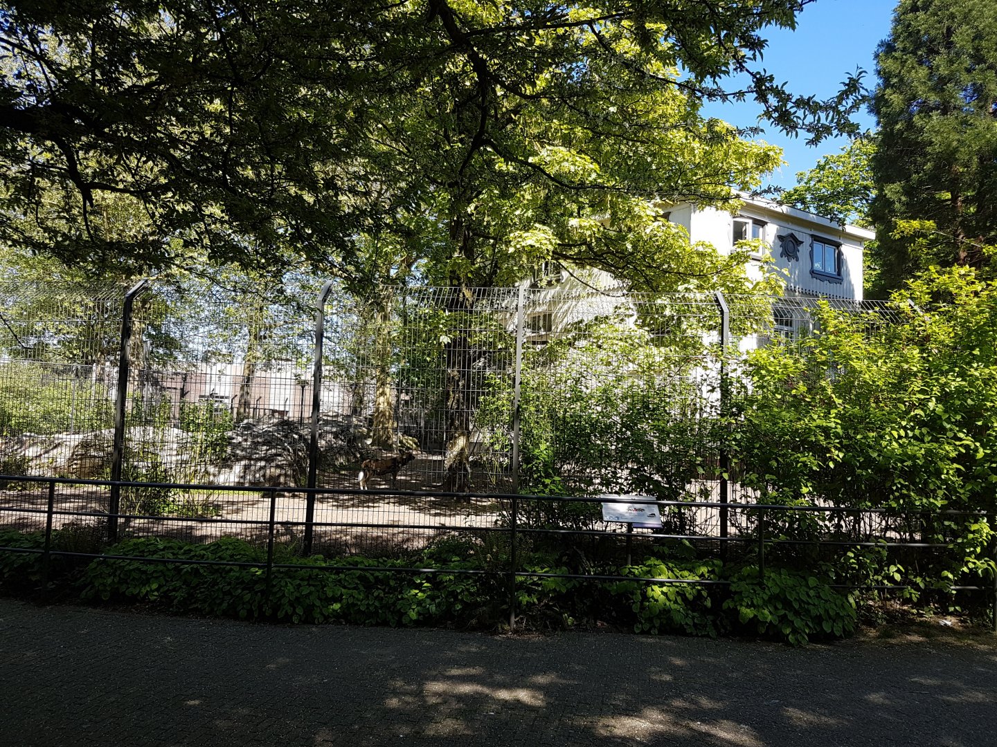 African painted dog - enclosure