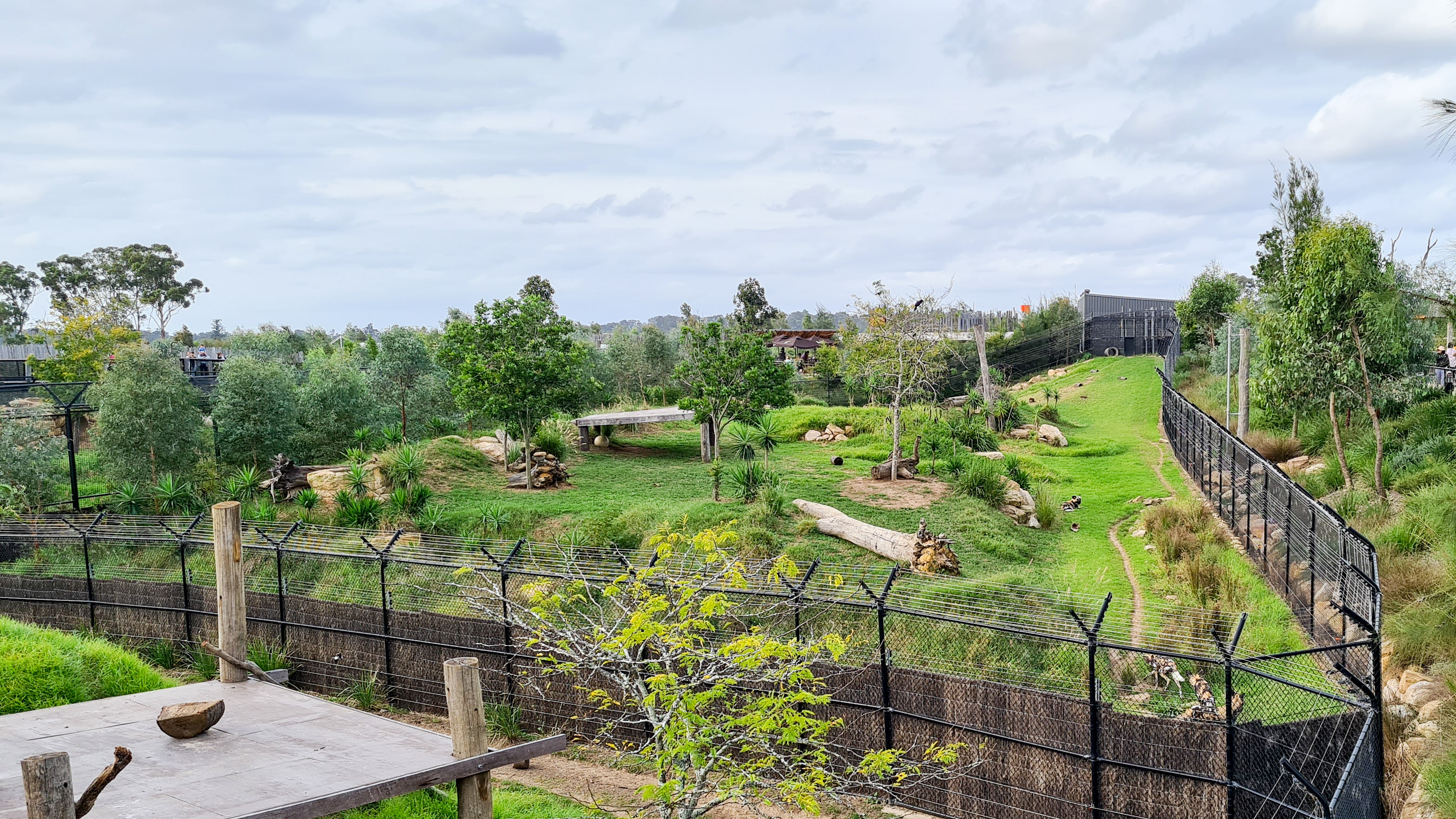 African painted dog enclosure