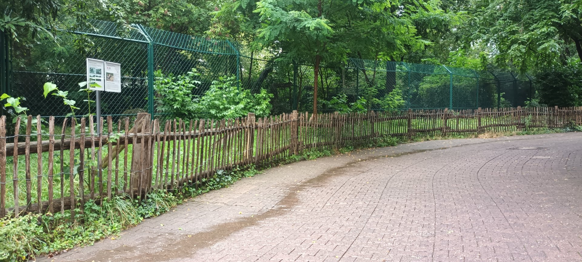 African painted Dog Enclosure