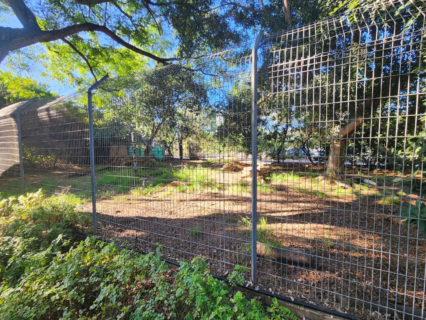 African Painted Dog Exhibit #1