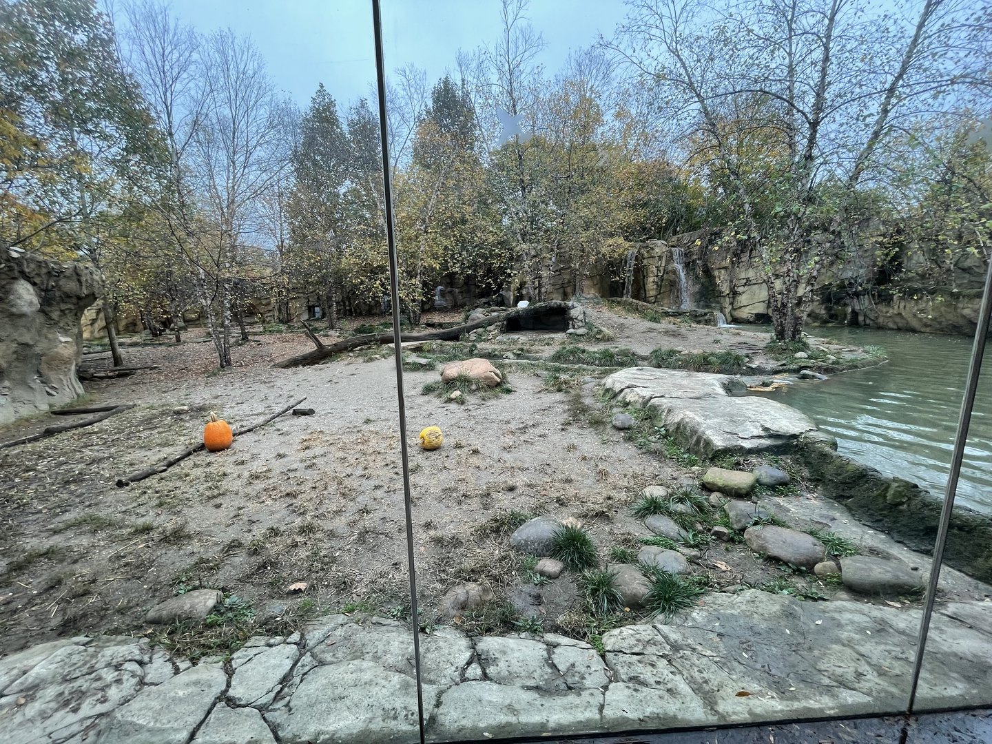 African Painted Dog Exhibit (1st Viewing)