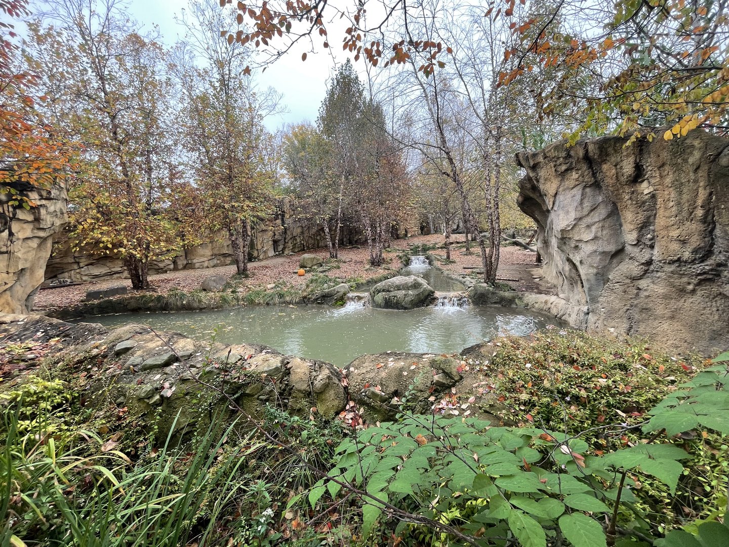 African Painted Dog Exhibit (2nd View)