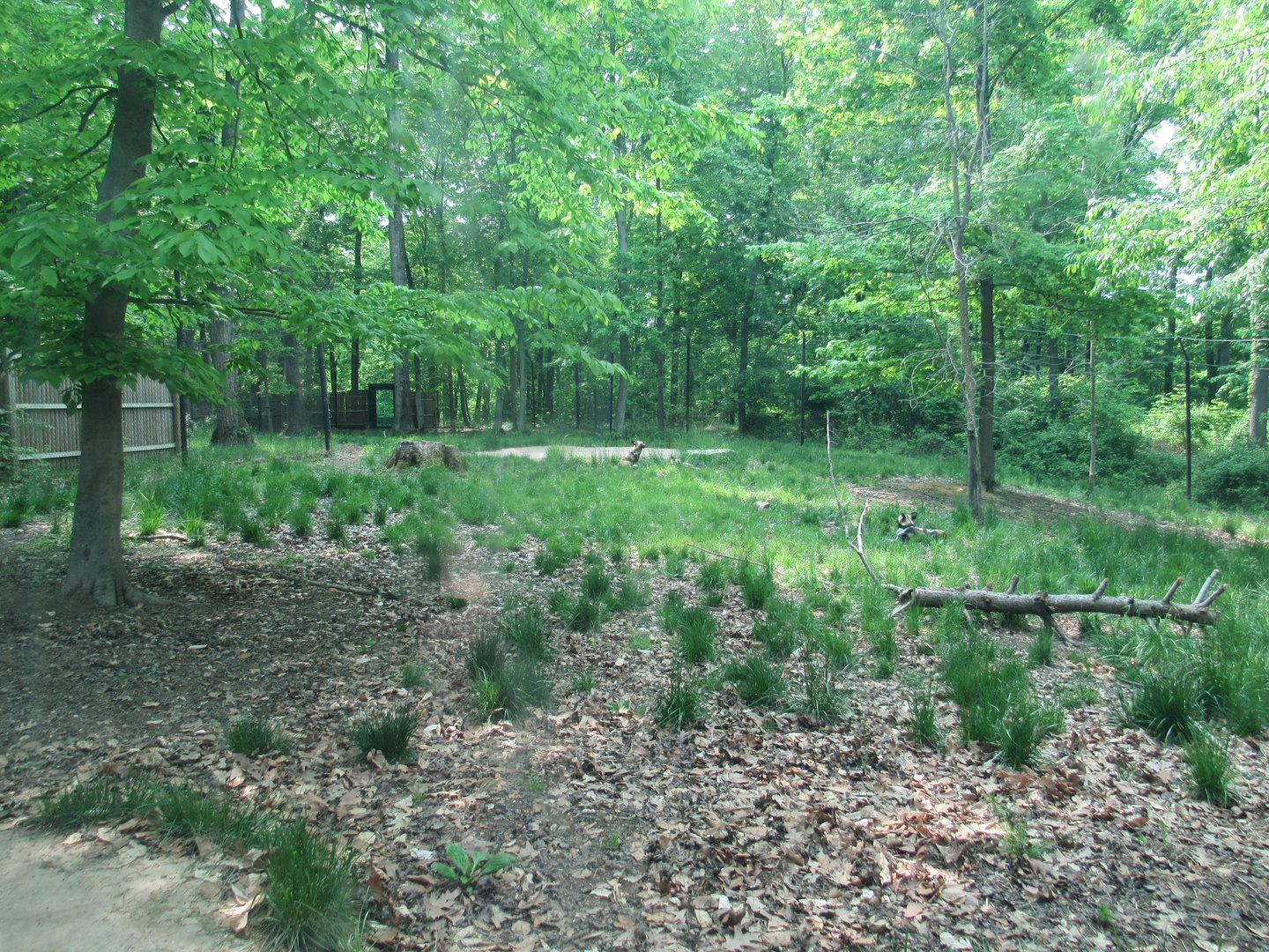 African Painted Dog Exhibit - 5/22/23