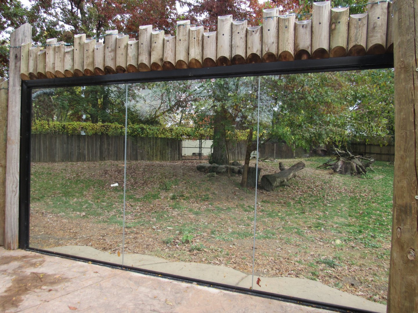 African Painted Dog Exhibit, new glass viewing window