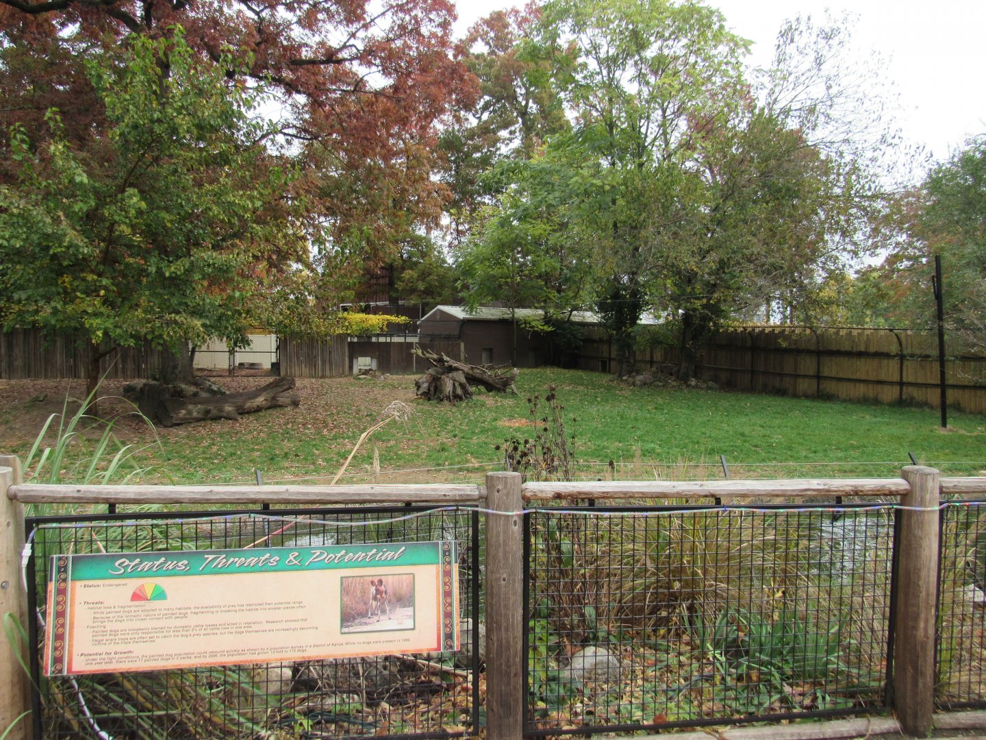 African Painted Dog Exhibit with chain link fence removed