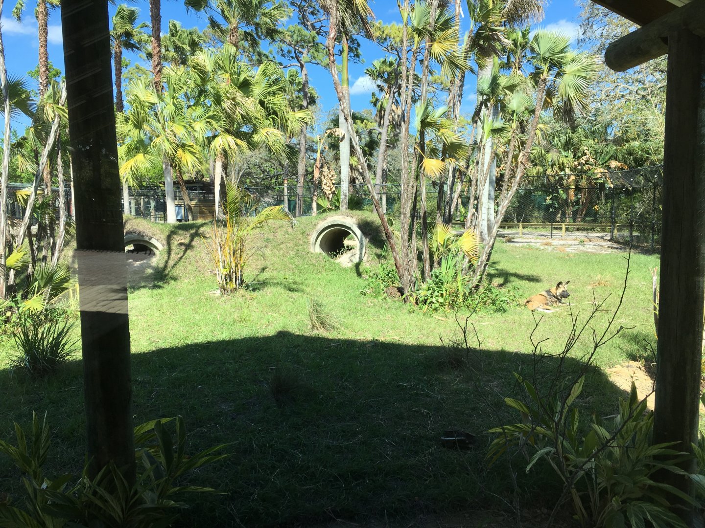 African Painted Dog Exhibit