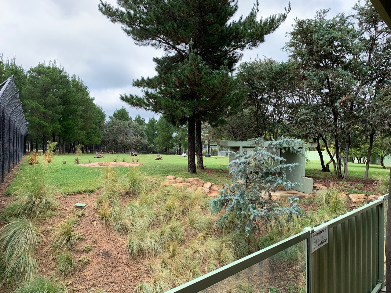 African Painted Dog Exhibit