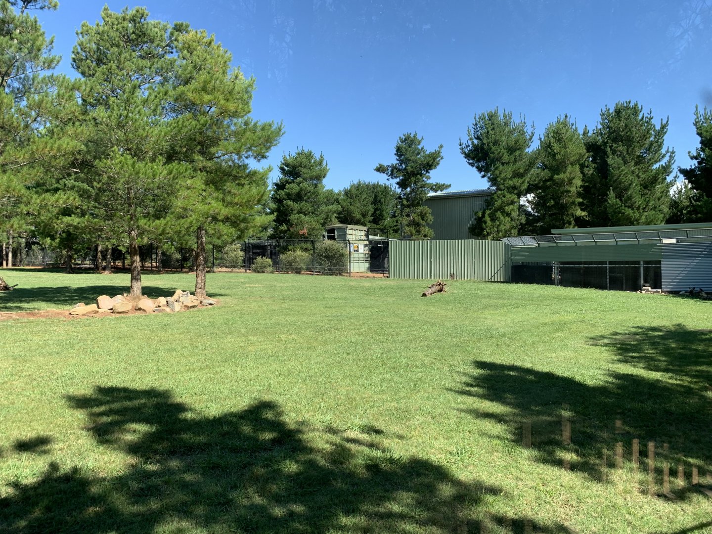 African Painted Dog Exhibit