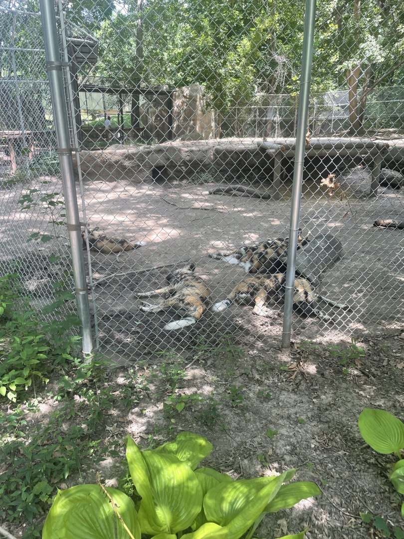 African Painted Dog Exhibit