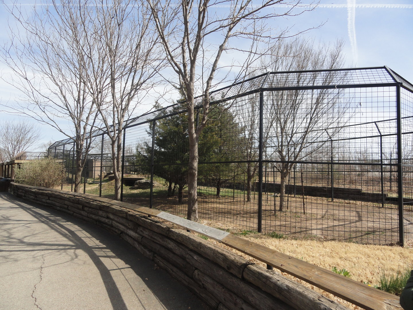 African Painted Dog Exhibit