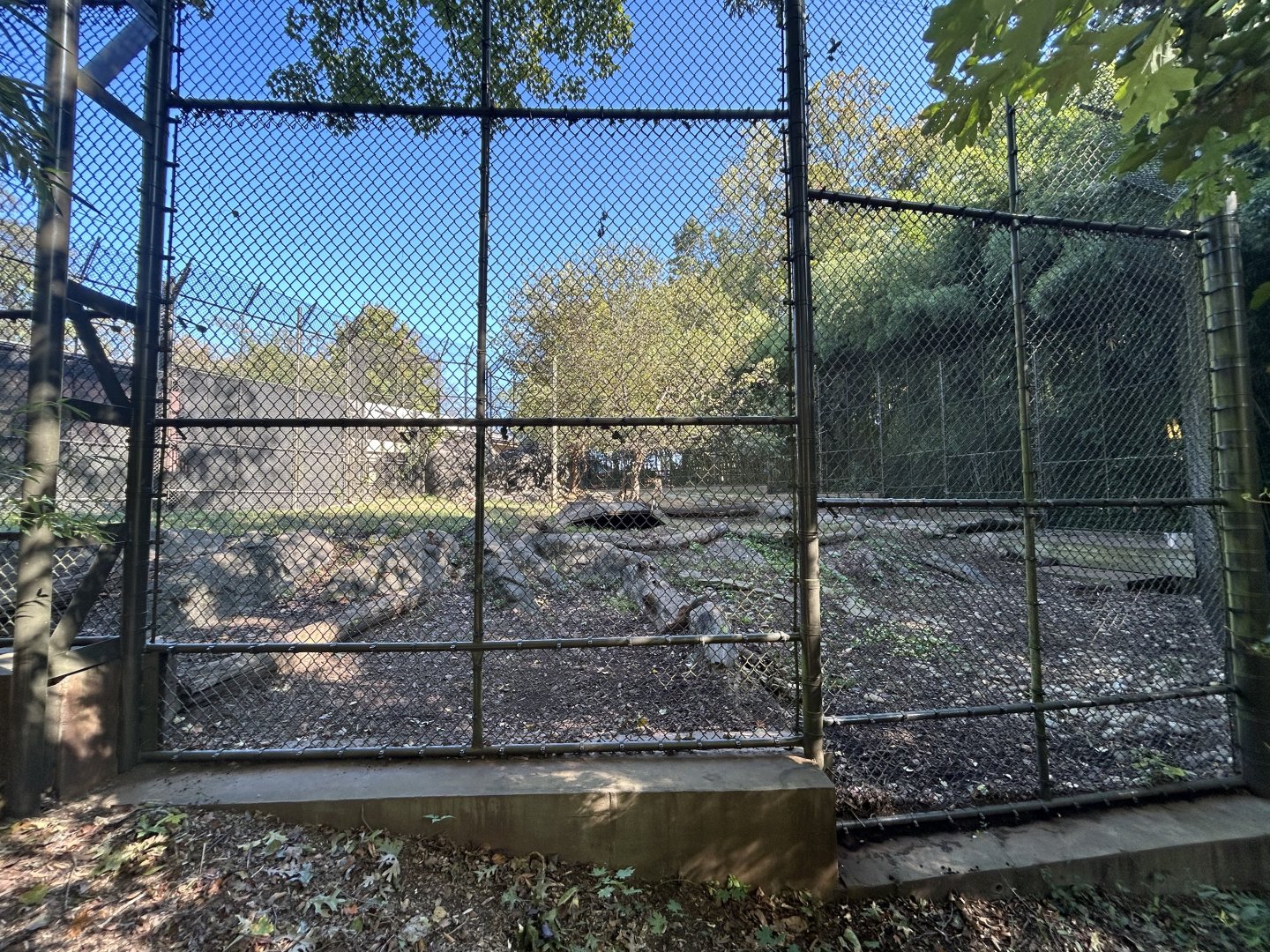 African Painted Dog Exhibit