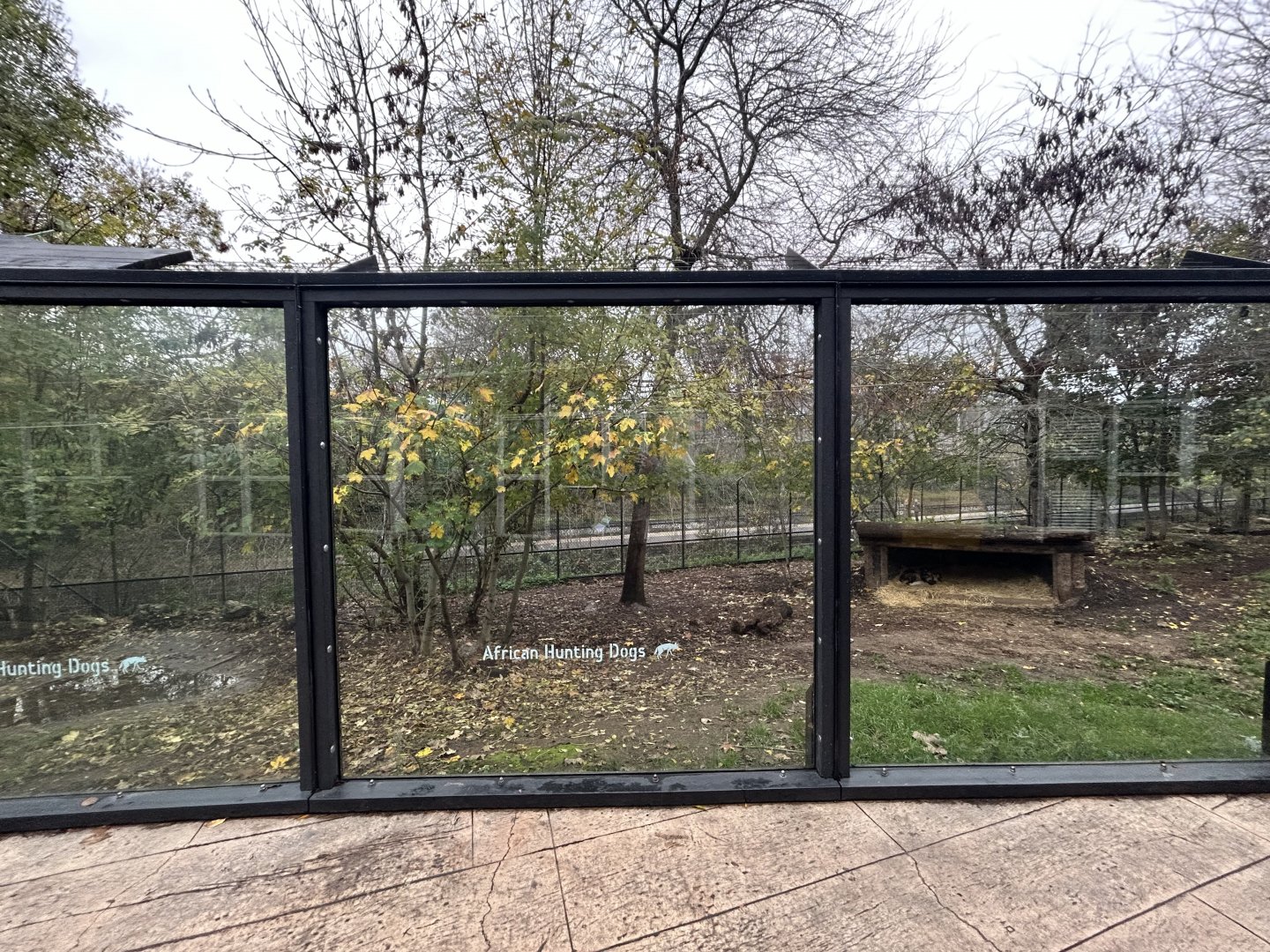 African Painted Dog Exhibit