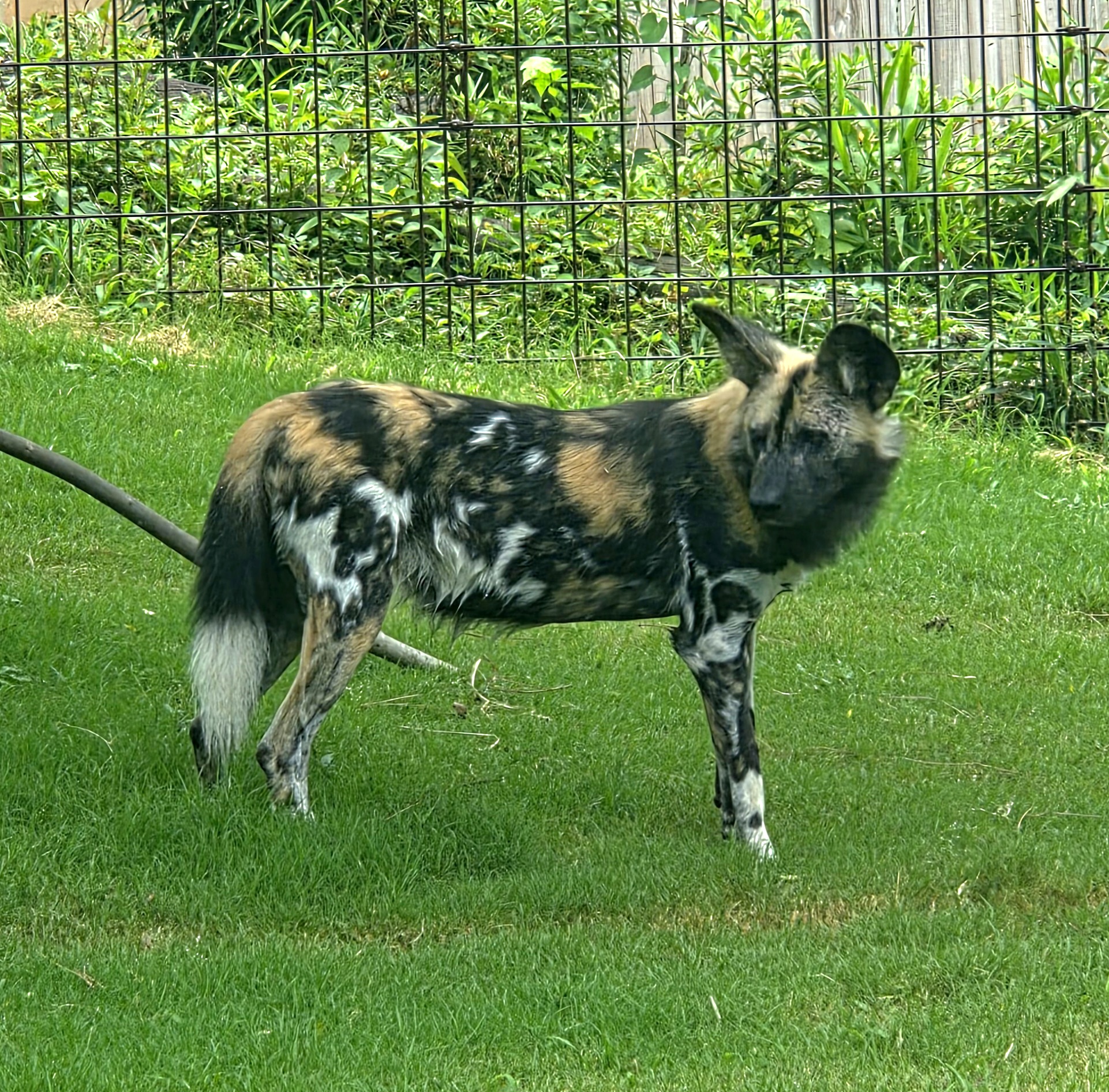 African Painted Dog  - Greenville Zoo