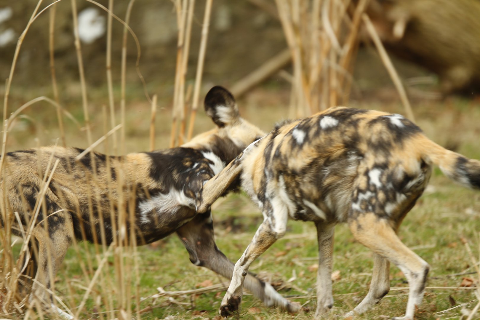 African painted dog (Lycaon pictus)