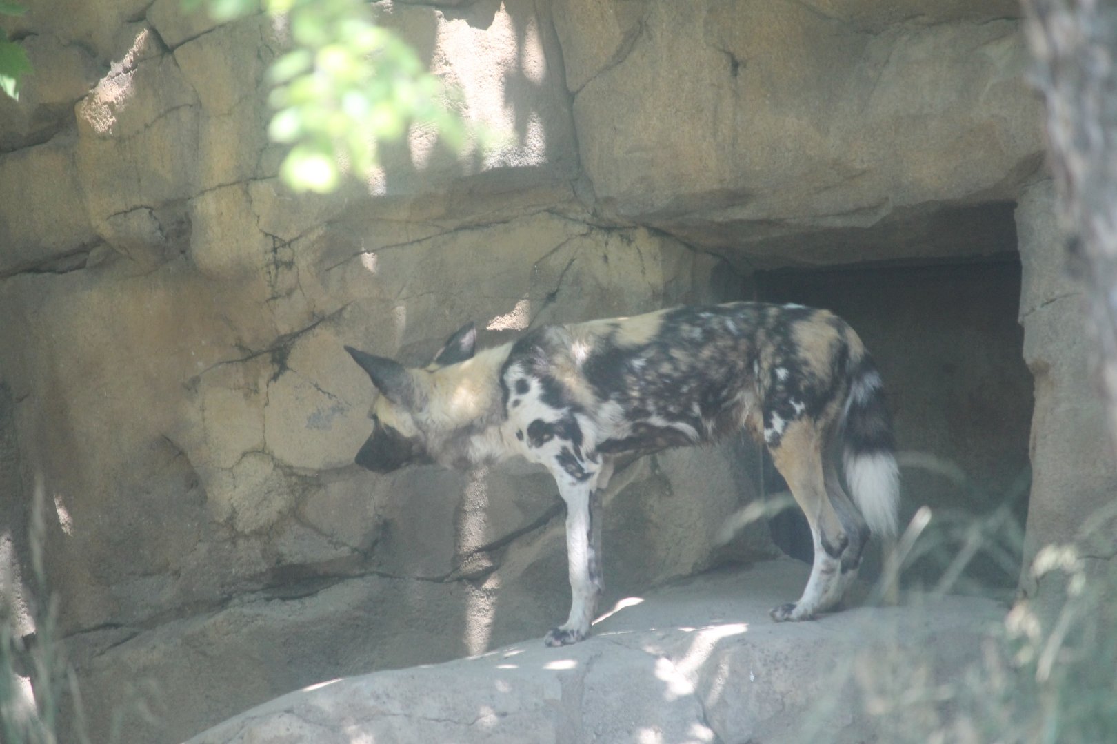 African painted dog (Lycaon pictus)