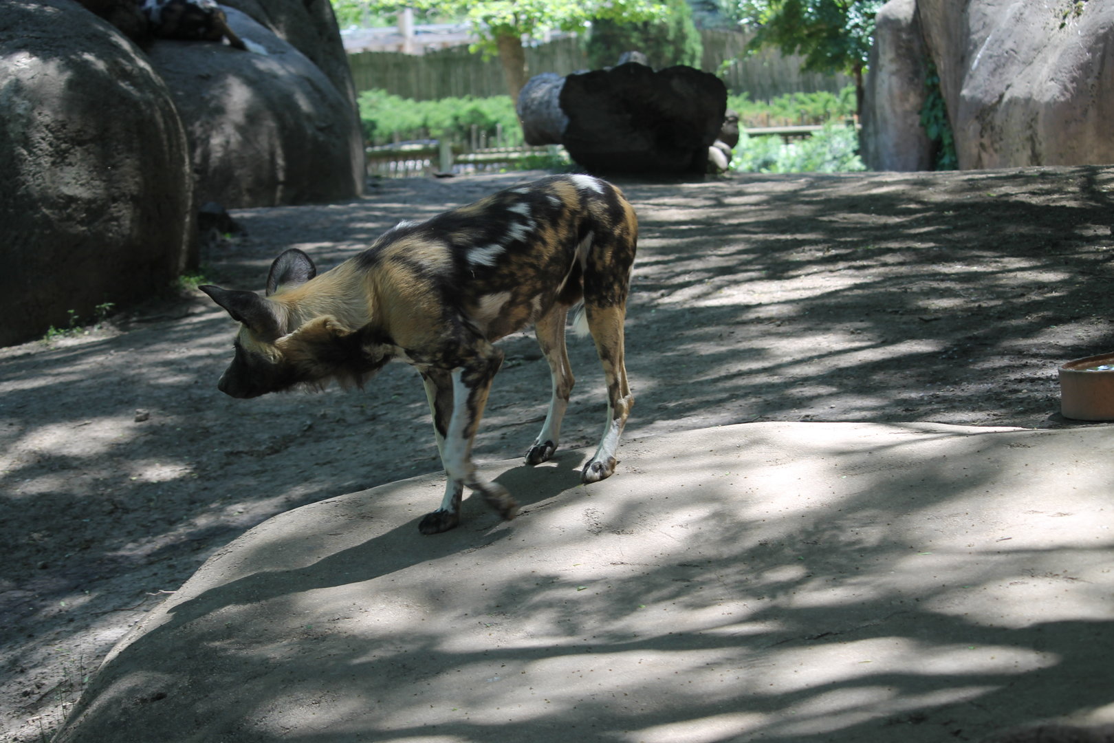 African painted dog (Lycaon pictus)