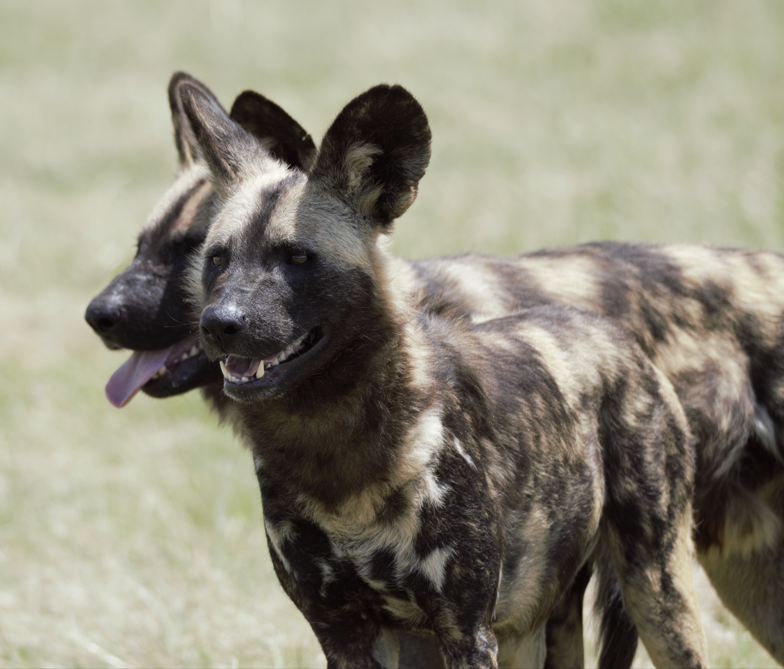 African Painted Dog (Lycaon pictus)