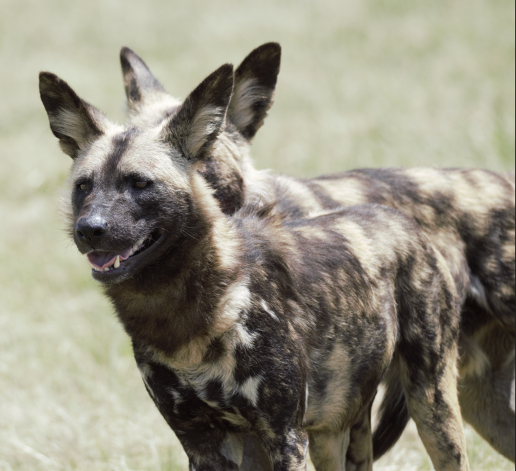 African Painted Dog (Lycaon pictus)