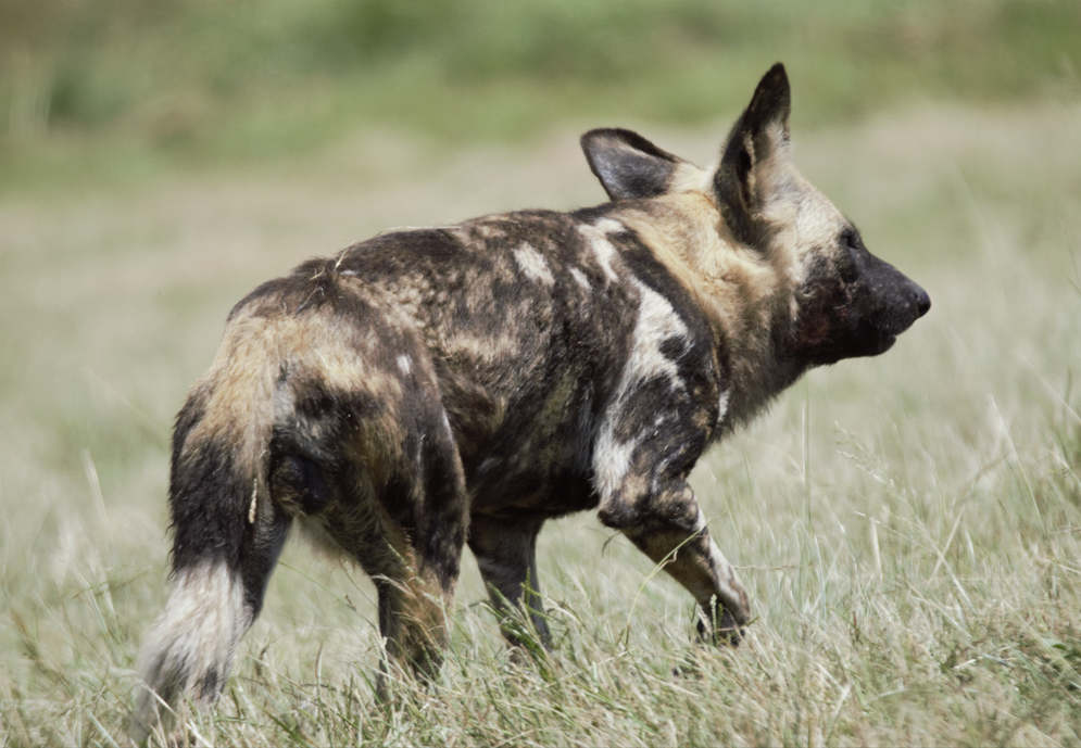 African Painted Dog (Lycaon pictus)